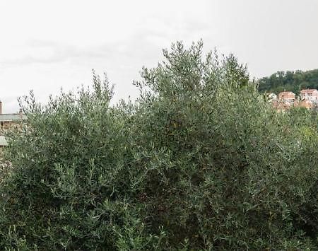 Wild Zagara Apartamento La Spezia Exterior foto